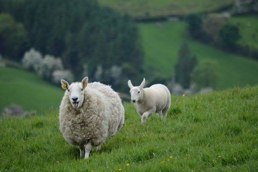 Why You Should Wear Pure Natural Fibres - Wool